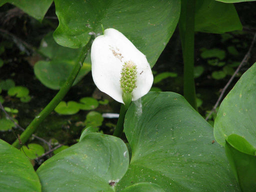 calla palustris bog or water arum marginal pond plants mp013