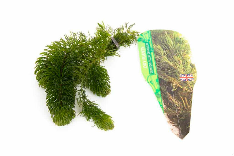 Ceratophyllum demersum (Hornwort)