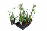 cyperus percamenthus king tut marginal pond plants mbp031