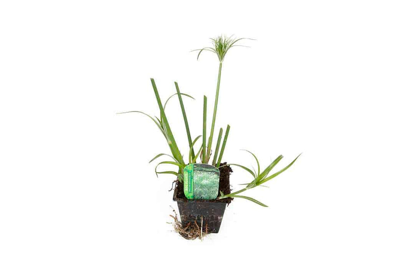 cyperus percamenthus king tut marginal pond plants mbp031