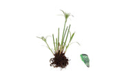 cyperus percamenthus king tut marginal pond plants mbp031
