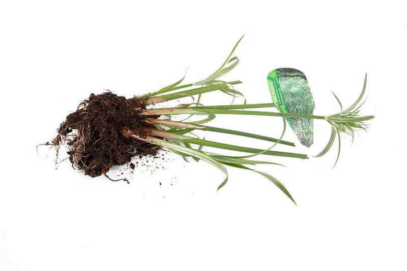 cyperus percamenthus king tut marginal pond plants mbp031