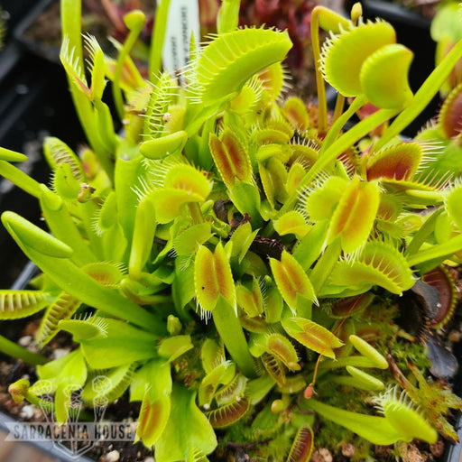 Dionaea muscipula - Fake Dracula