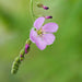 Drosera Capensis