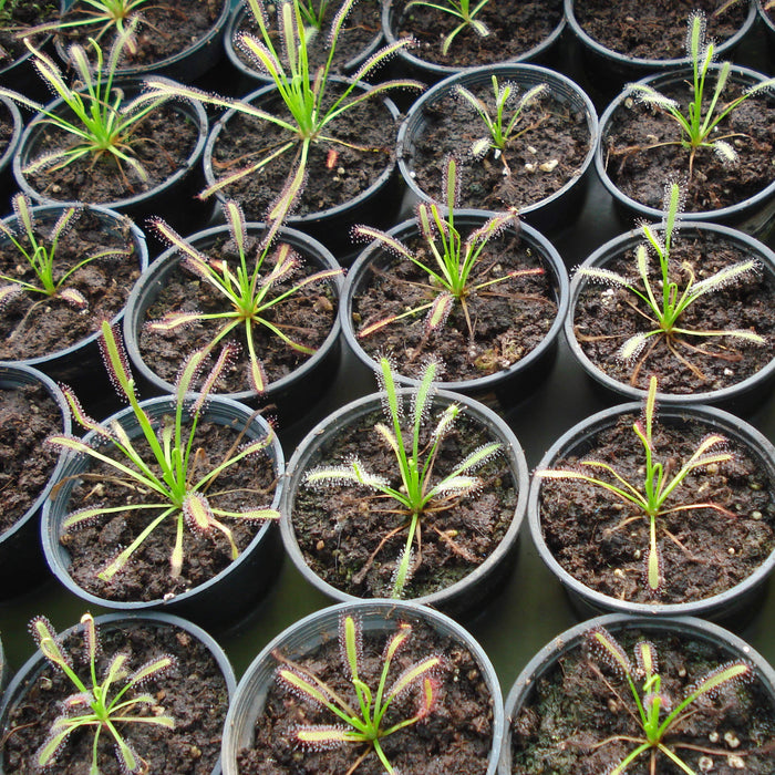 Drosera Capensis Alba