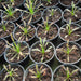 Drosera Capensis Alba