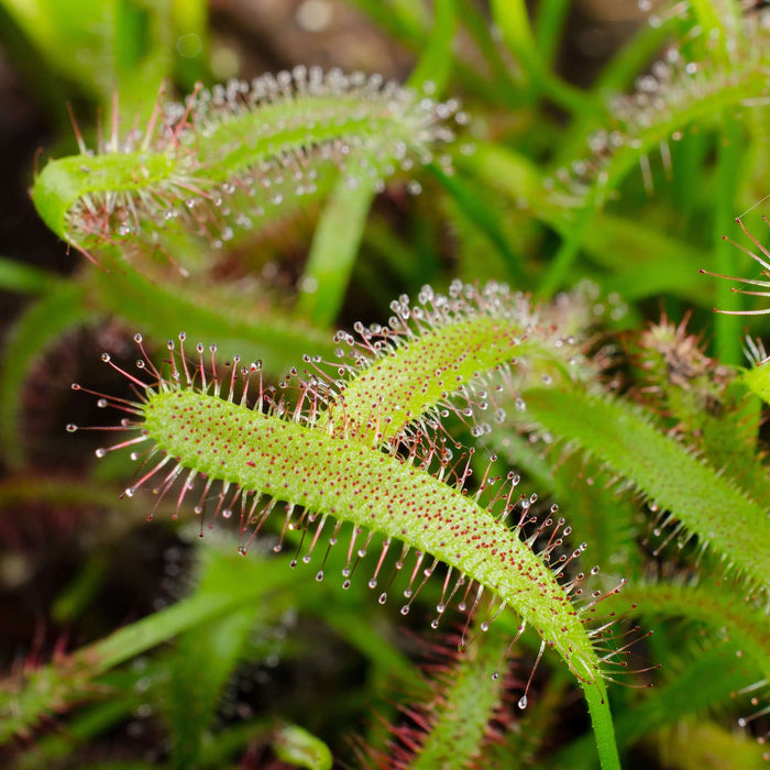 Drosera Capensis