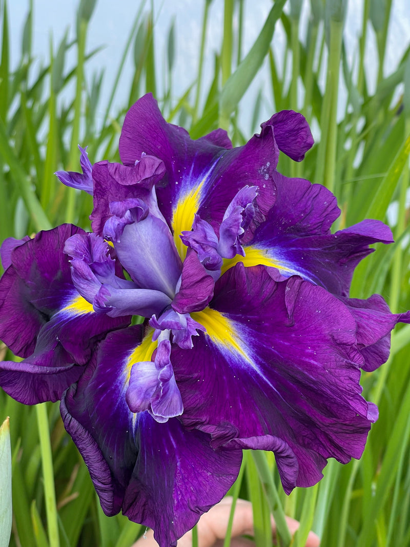 Iris ensata 'Eileen's Dream'
