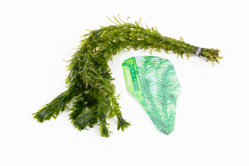 Egeria densa (Brazilian Pondweed)