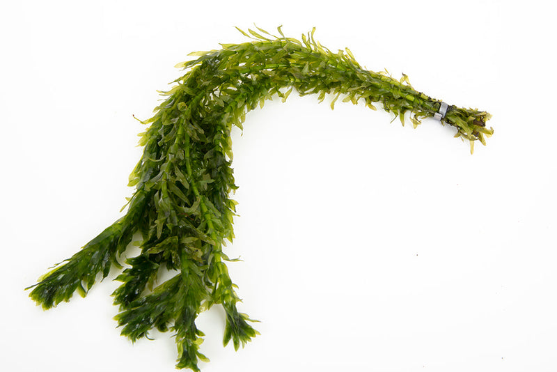 Egeria densa (Brazilian Pondweed)