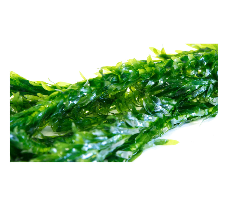 Egeria densa (Brazilian Pondweed)