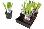 iris ensata activity marginal pond plants bp051