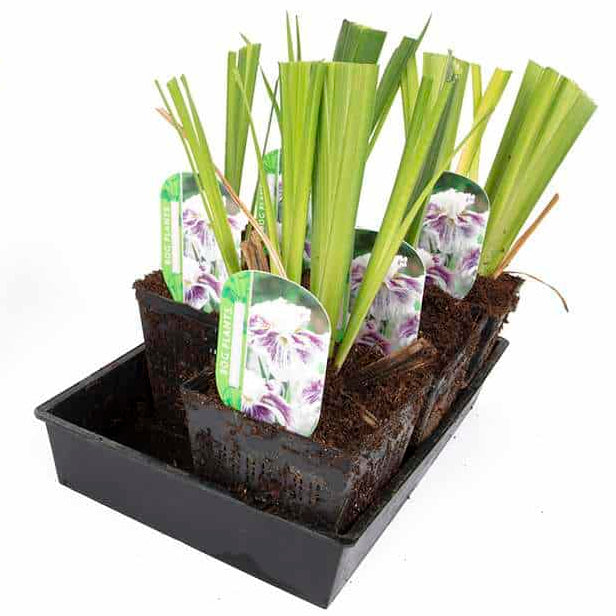 iris ensata angel mountain marginal pond plants bp052