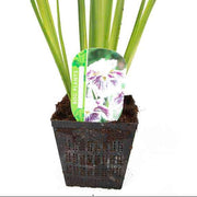 iris ensata angel mountain marginal pond plants bp052