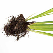 iris ensata angel mountain marginal pond plants bp052