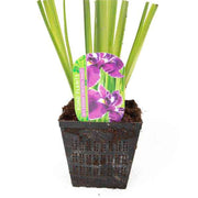 iris ensata crystal halo bp052a