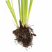 Iris ensata 'Darling'