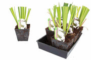 iris ensata fortune bp059