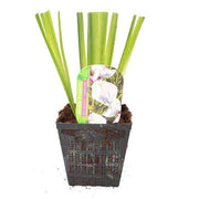 iris ensata fortune bp059