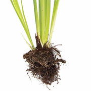 iris ensata fortune bp059