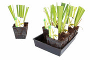 iris ensata gold bound bp062