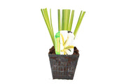 iris ensata gold bound bp062