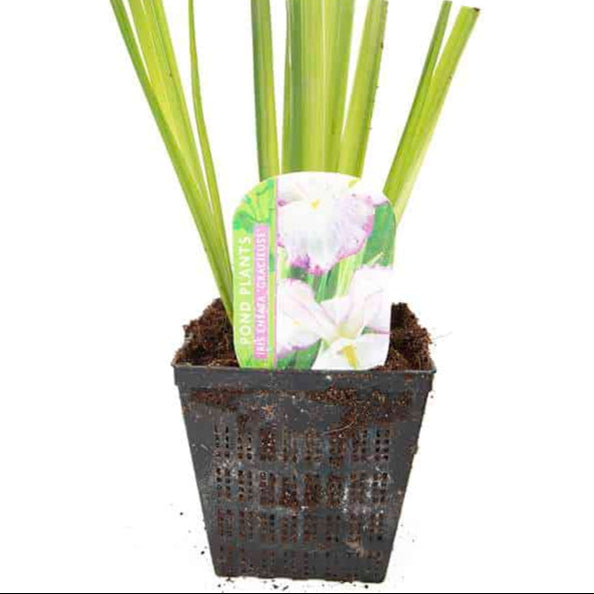 iris ensata gracieuse bp060