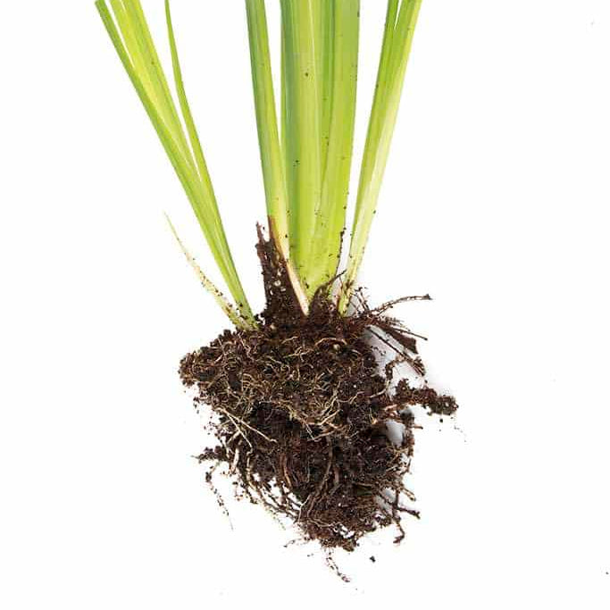 Iris ensata 'Gracieuse'