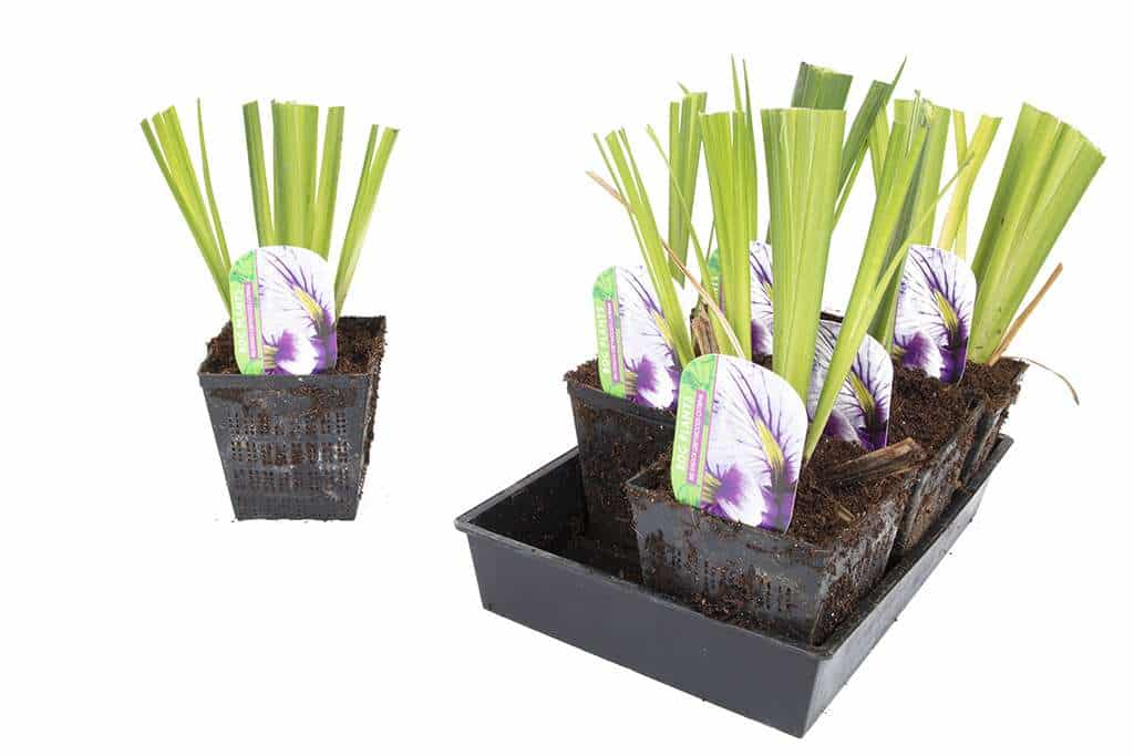Iris ensata 'Greywoods Catrina'