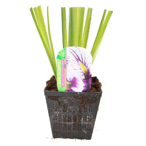 Iris ensata 'Greywoods Catrina'