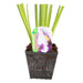 Iris ensata 'Greywoods Catrina'