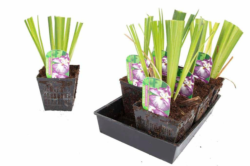 iris ensata laughing lion marginal pond plants bp065