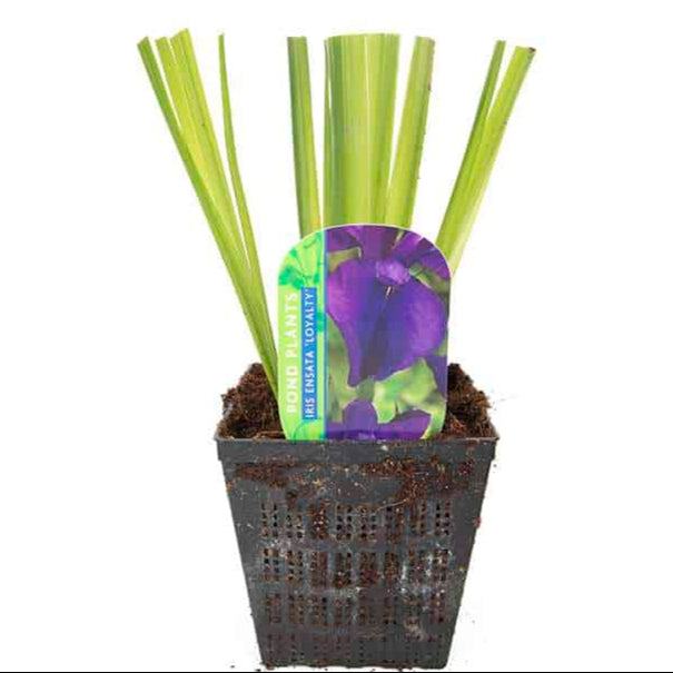 iris ensata loyalty bp064