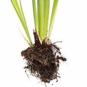 iris ensata loyalty bp064