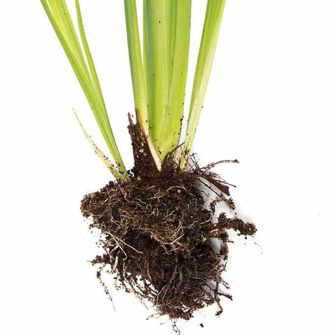 iris ensata loyalty bp064