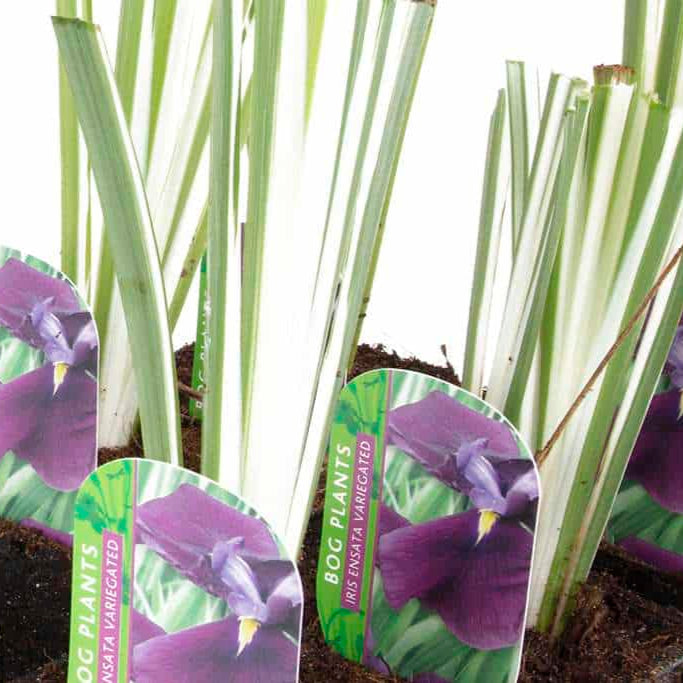 Iris ensata 'Variegata'