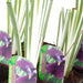 Iris ensata 'Variegata'
