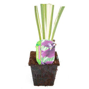 iris ensata variegata bp050