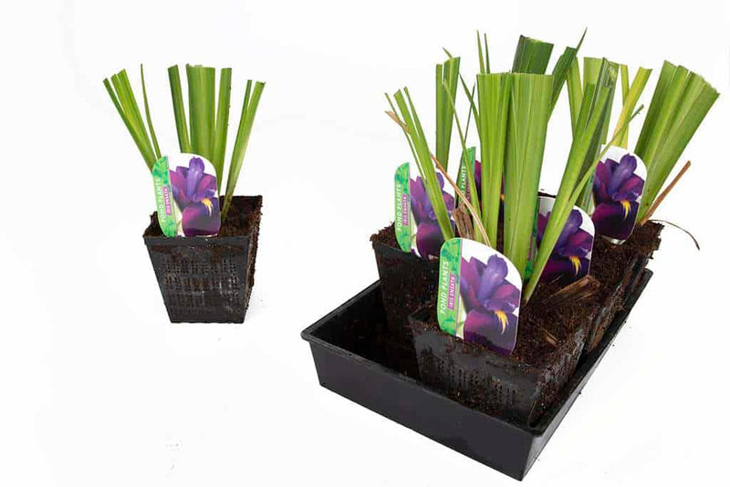 iris ensata iris kaempferi marginal pond plants bp049