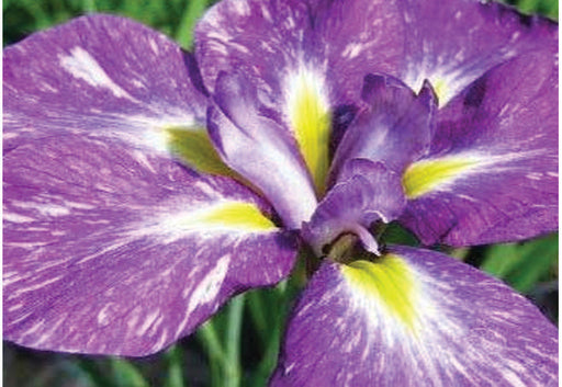 iris ensata laughing lion marginal pond plants bp065