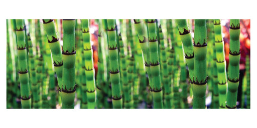 equisetum robustum black barred horsetail marginal pond plants mp036