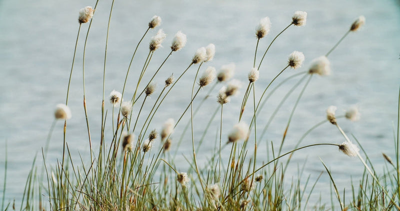 Eriophorum angustifolium (Cotton Grass)