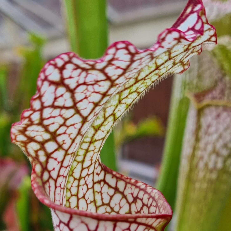 Sarracenia leucophylla Pubescent Form (Perdido, Alabama) MK-L7