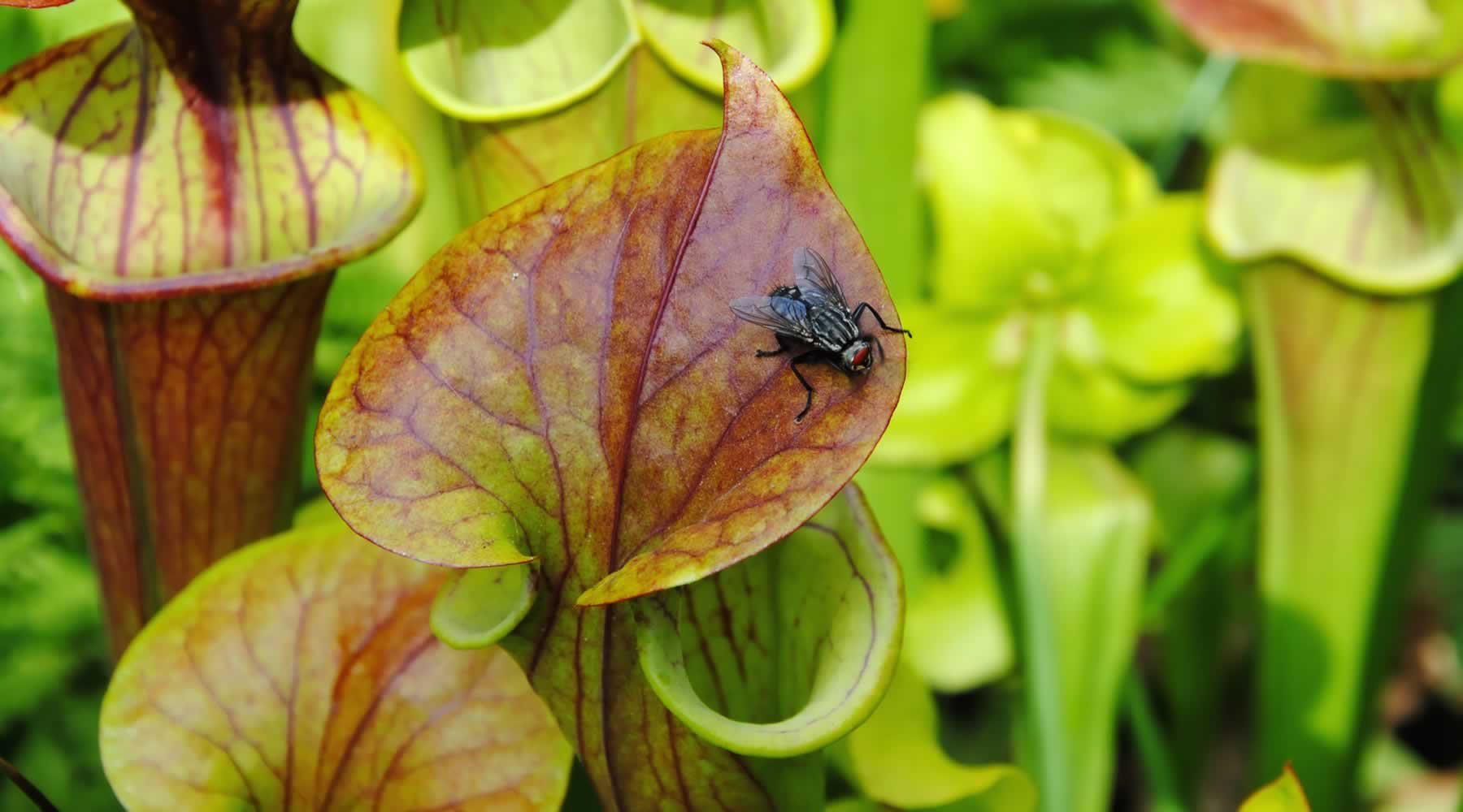 Sarracenia flava and fly