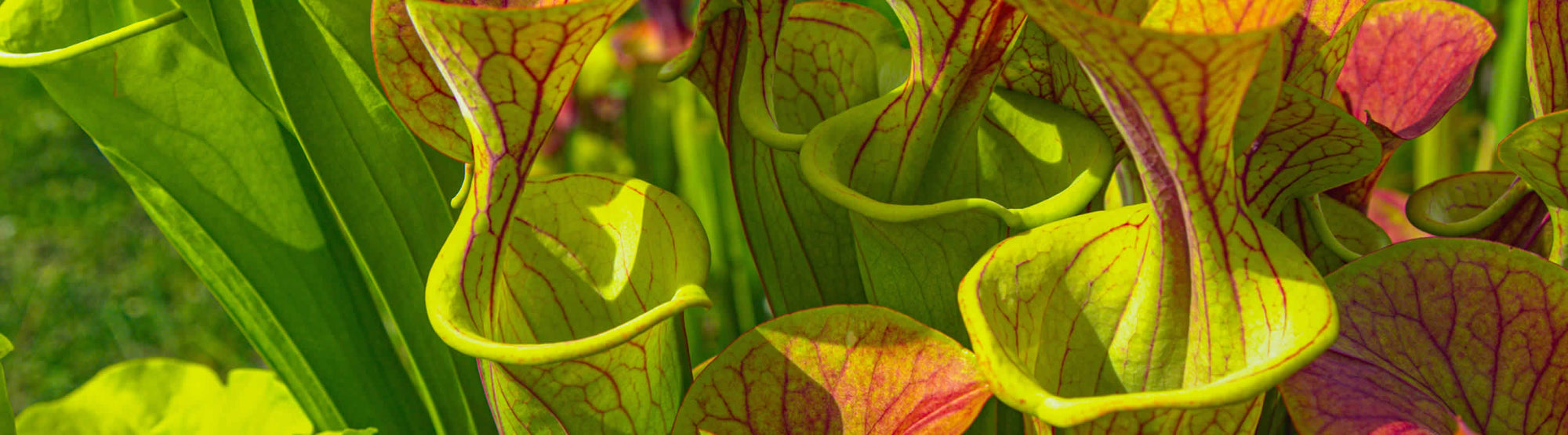 Sarracenia flava