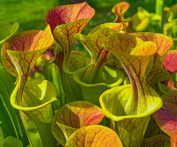 Sarracenia flava