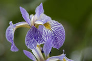 iris versicolor gerald darby marginal pond plants mp062