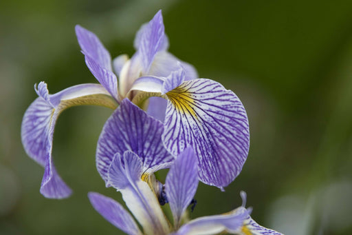 iris versicolor gerald darby marginal pond plants mp062