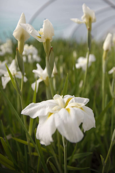 Iris ensata 'Gold Bound'