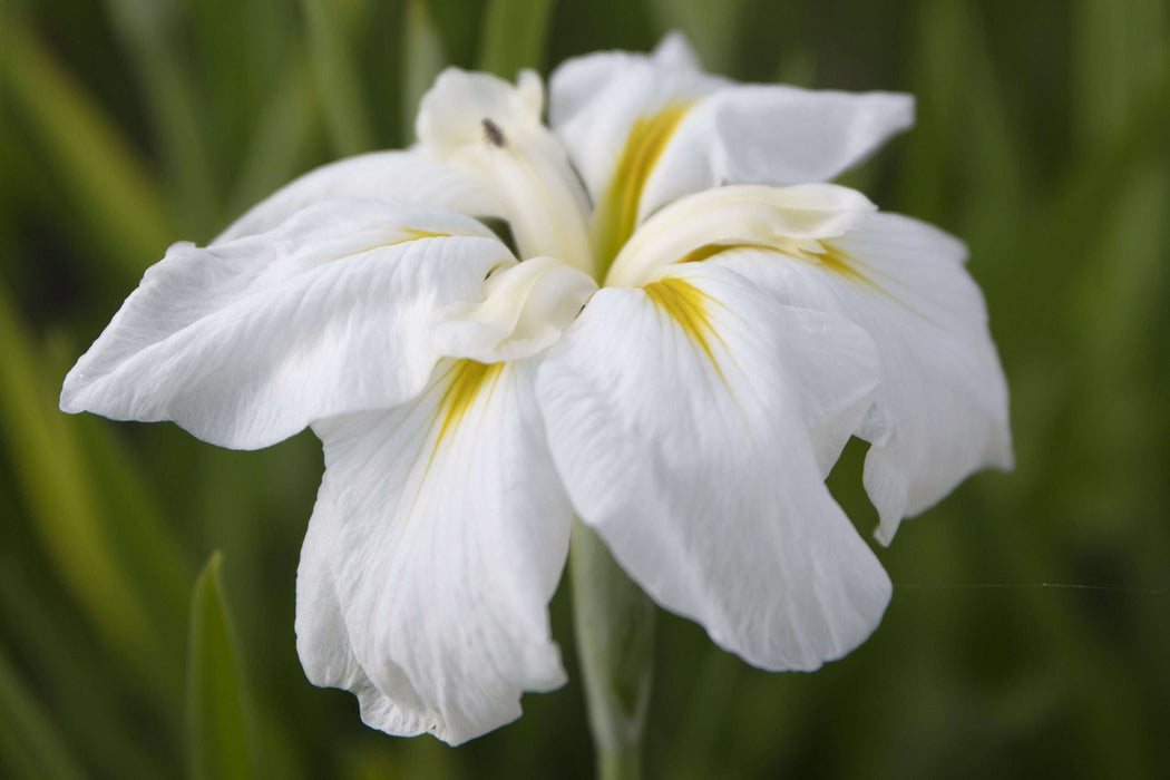 Iris ensata 'Gold Bound'